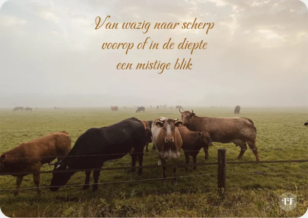 Haiku: Van wazig naar scherp